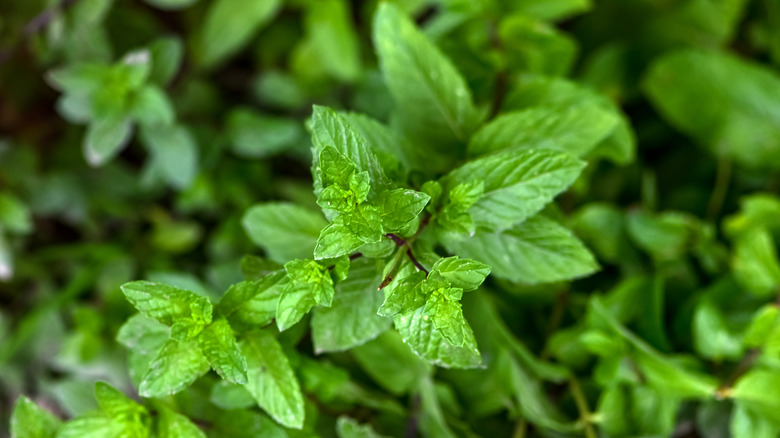 Fresh mint growing