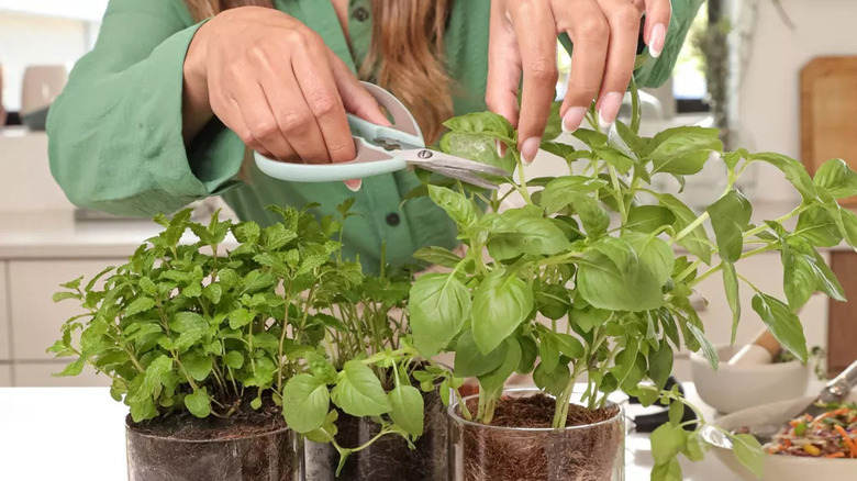 fresh herbs in kitchen