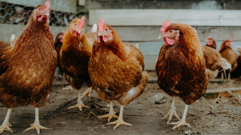 Chickens in a cage-free pen