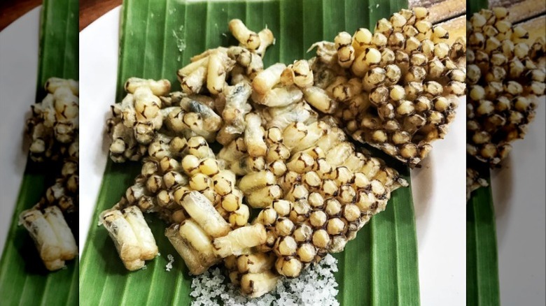 Close-up of grilled bee brood on a leaf