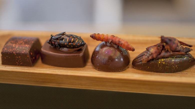 Insects on chocolate