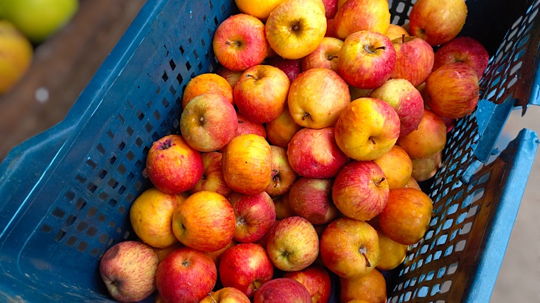 McIntosh apples in basket