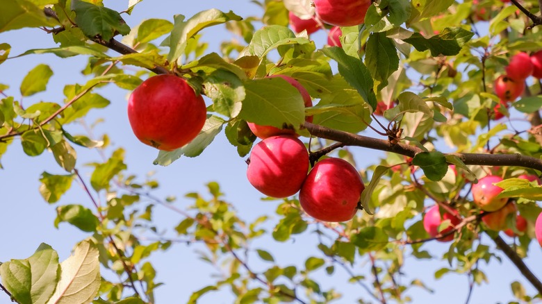 Jonagold apples on tree