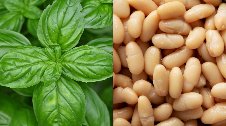 basil and canned cannellini beans comparison