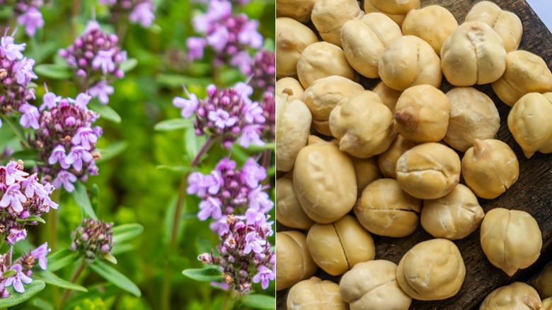 growing thyme and canned garbanzo beans comparison