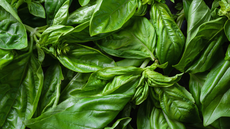 Close-up overview of basil leaves