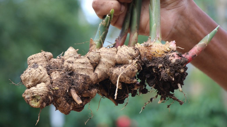 Hand holding fresh pulled ginger roots