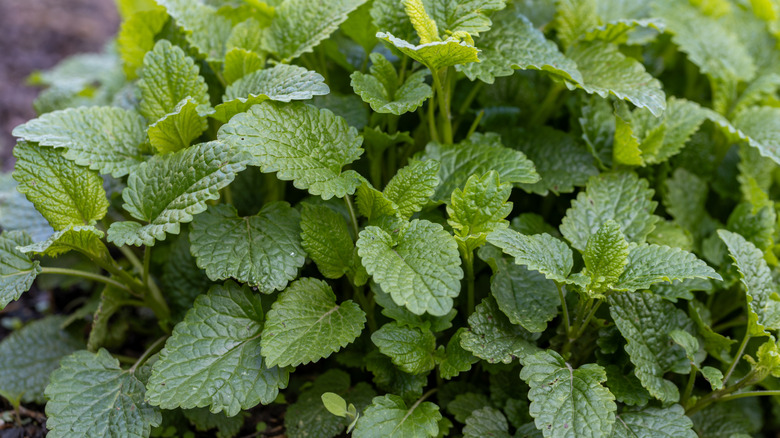 Close-up of a lemon balm plant