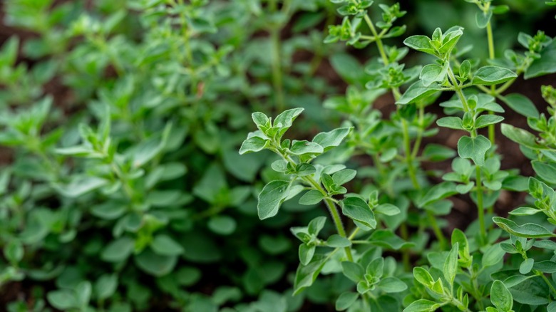 Close-up of a marjoram plant