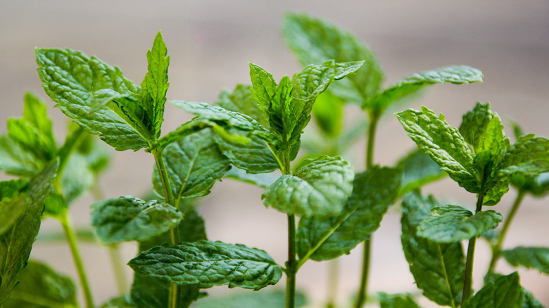 Close-up of a mint plant