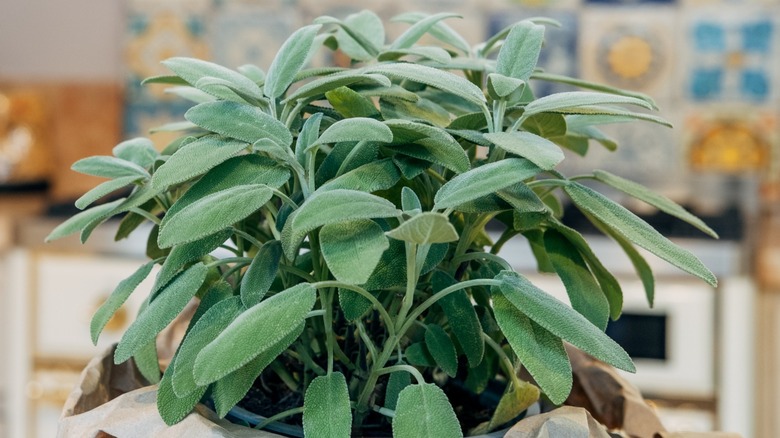 Close-up of an indoor sage plant