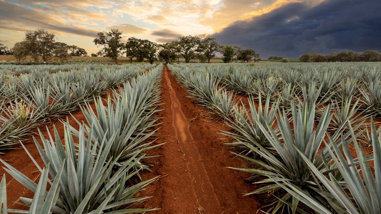 long field of agave plants