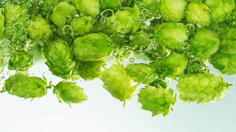 Green hops floating in bubbly water