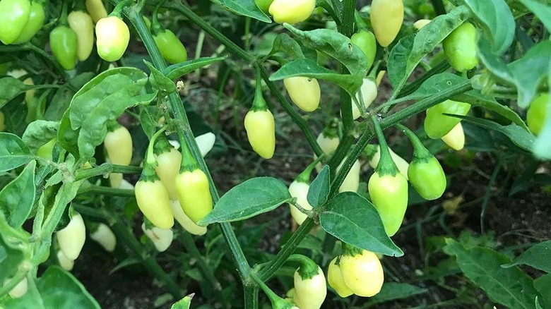 White habaneros growing on plant