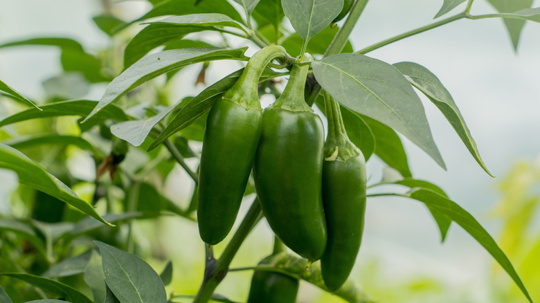 Fresh farmed jalapenos 