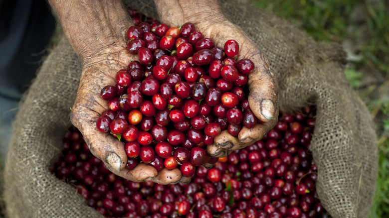 Hands holding coffee cherries