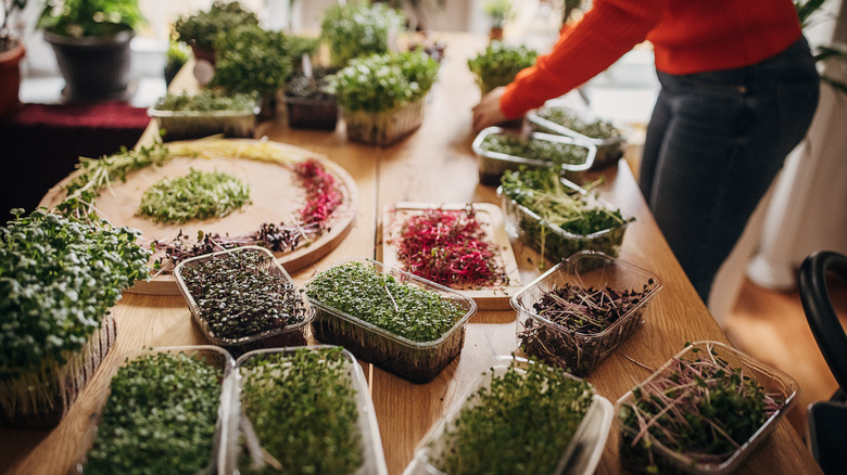 Person with sprouts on table