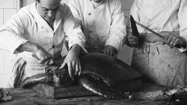 Old image of chefs preparing turtle for culinary use