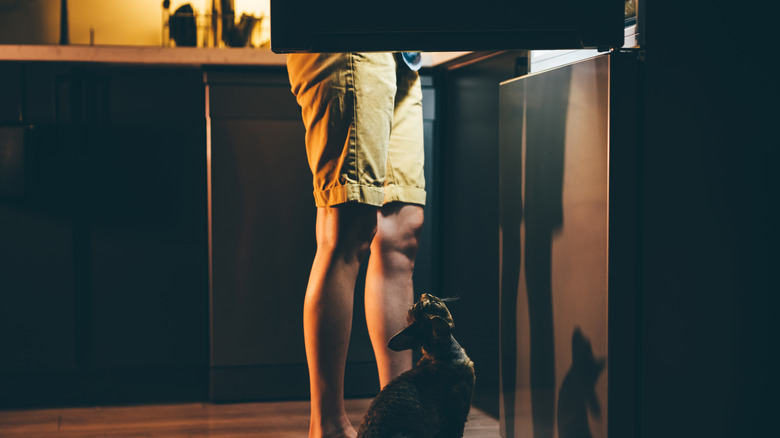 Cat looking up at person opening the fridge in dim lighting