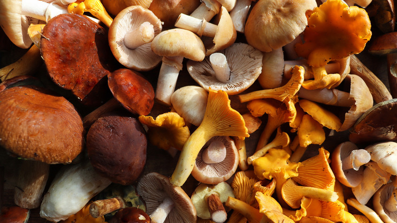 Assorted wild mushrooms