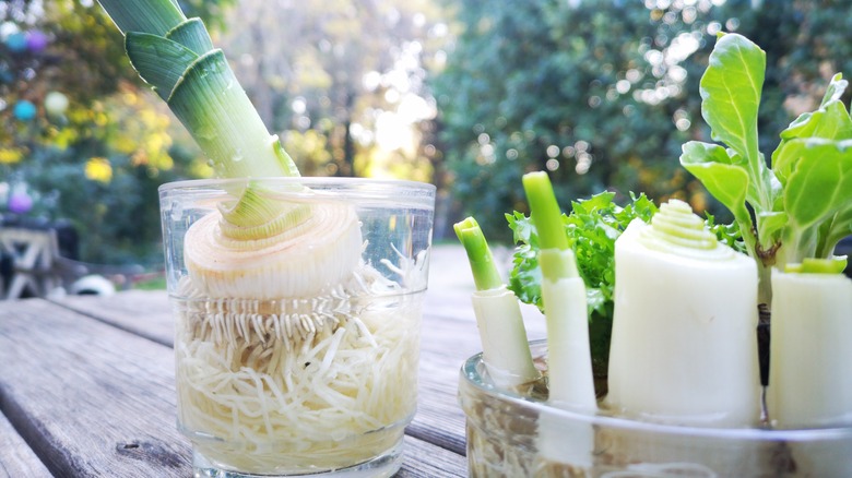 leek scraps in jars