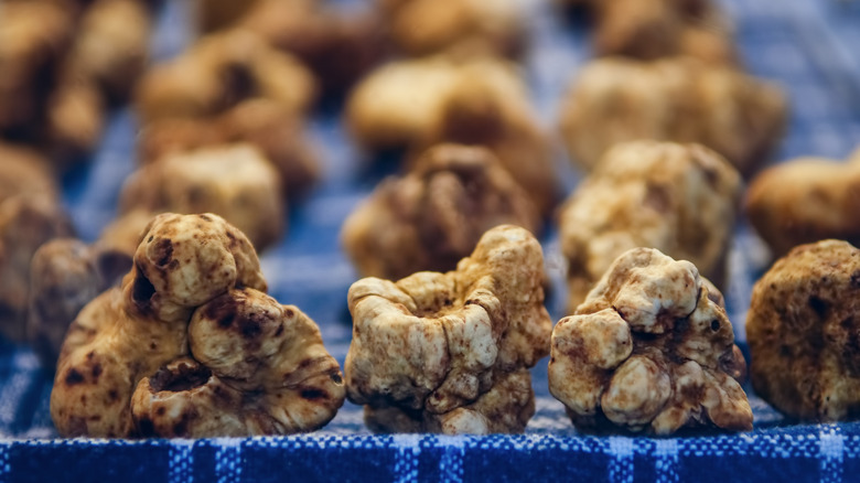 Close-up of four Alba white truffles assembled on a blue cloth with many rows of truffles in the back