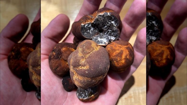 Hand holding Appalachian truffles of various sizes, including whole and truffles cut in half