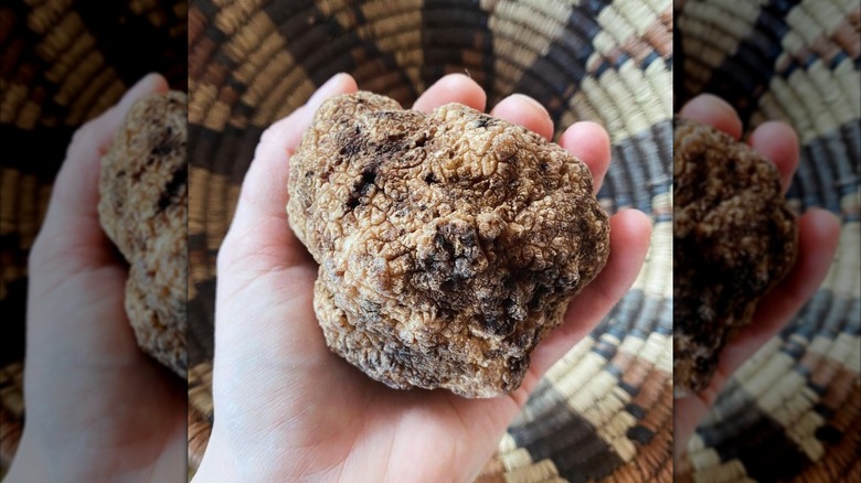 Hand holding a whole gigantic Blue Ridge truffle with a woven basket in the background