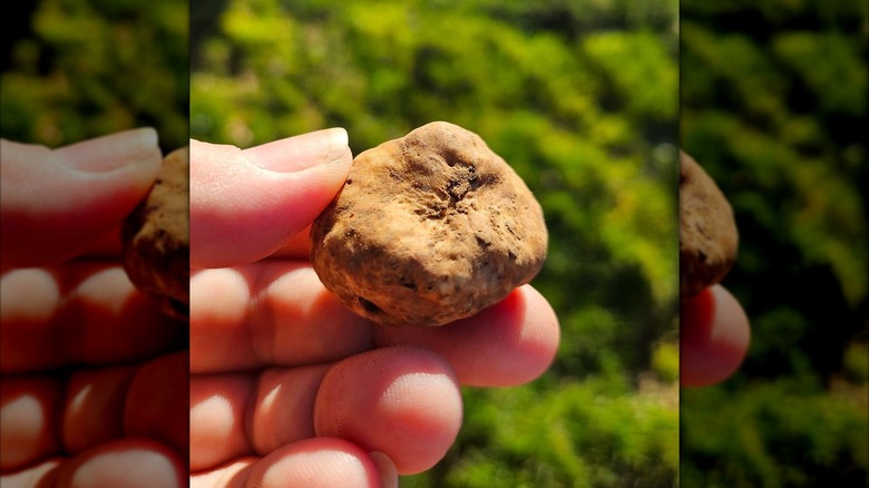 A hand holding one Oregon winter white truffle with greenery in the background