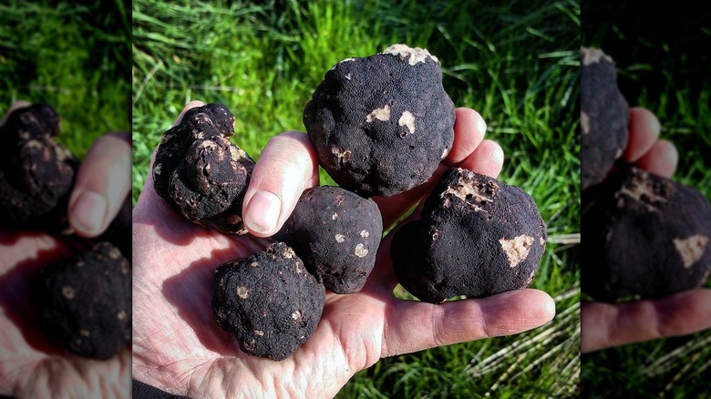 A hand holding five Oregon black truffles of various sizes with green grass in the back