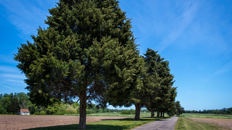 Row of eastern red cedar trees 