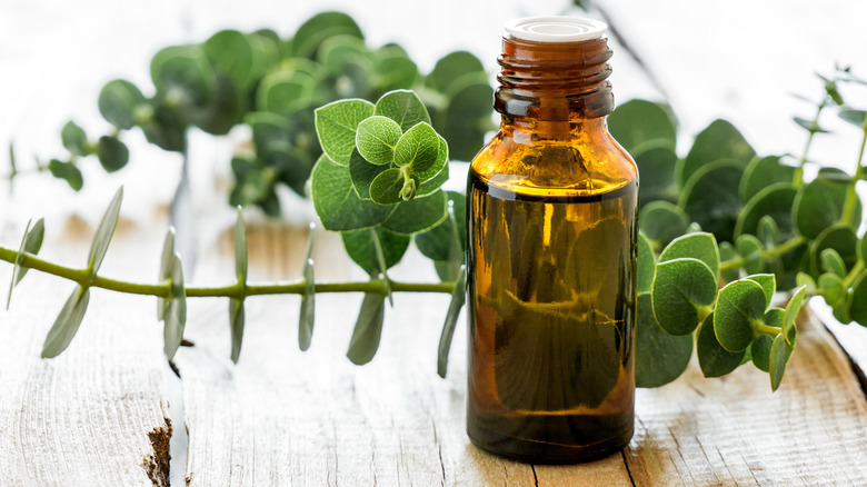 Bottle of eucalyptus oil