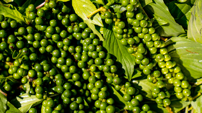 Peppercorns on leaf background