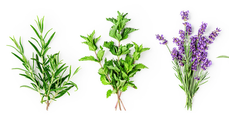 Rosemary, mint and lavender