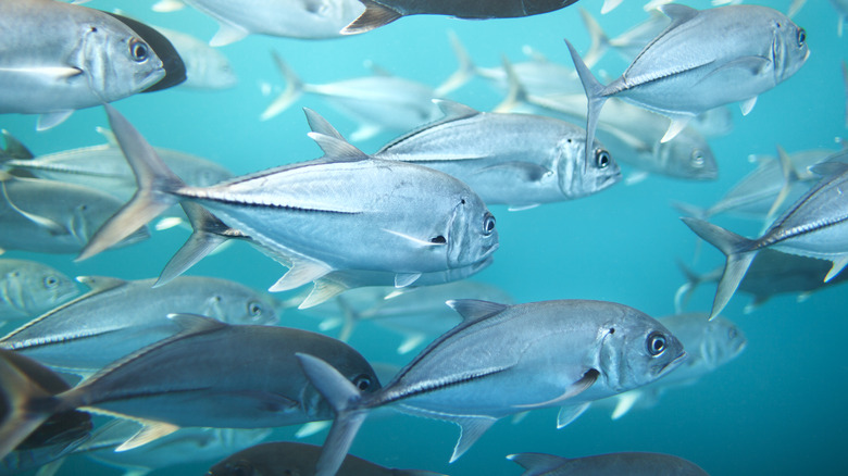 close up of tuna swimming