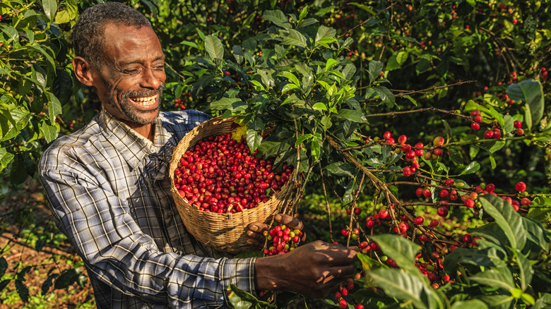 smiling man picks coffee beans