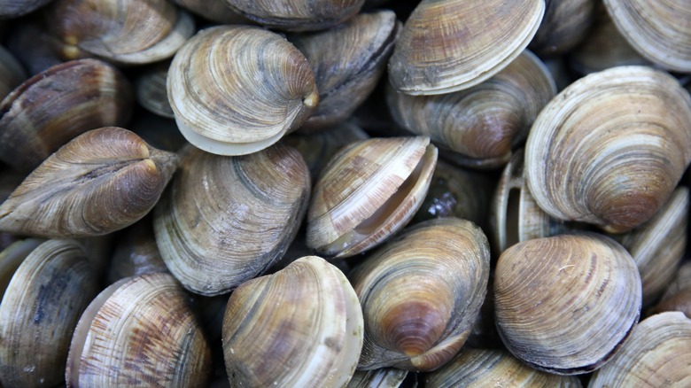 Close up of fresh clams