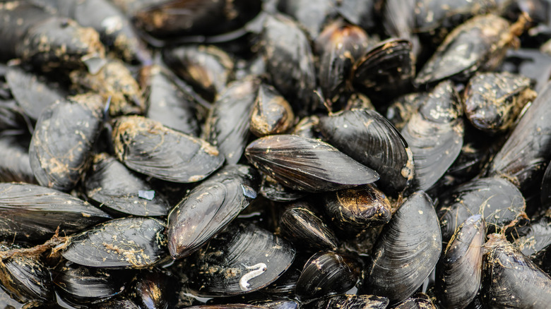 pile of mussles