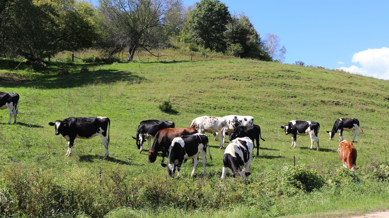 Wisconsin cows grazing