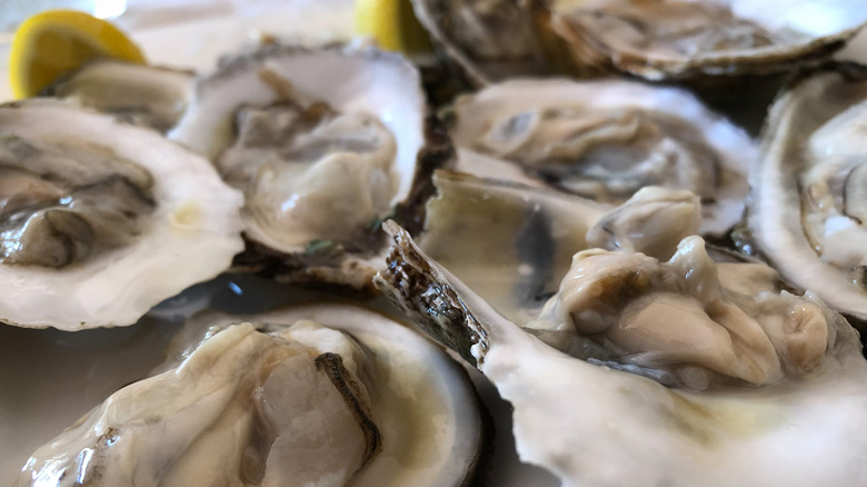 Blue point oysters half shell