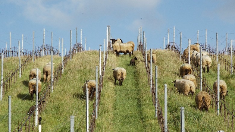 Sheep grazing in a vineyard