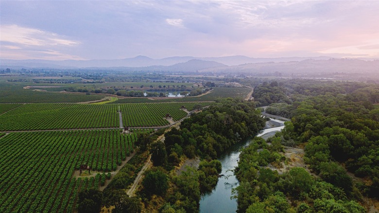 A Beginners Guide To The Wines Of The Russian River Valley AVA