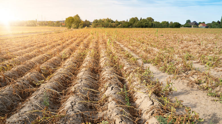 Dried up potato field