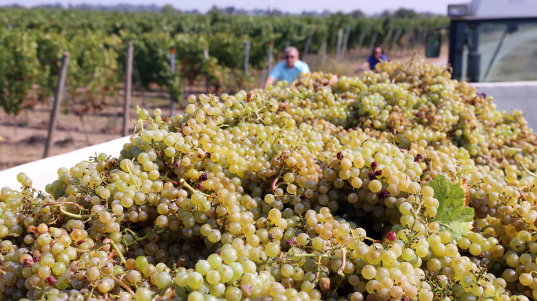 buckets of grapes in vineyard