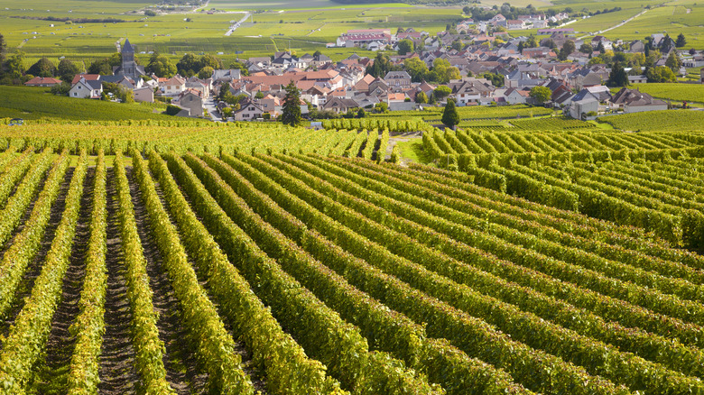 Burgundy vineyard landscape