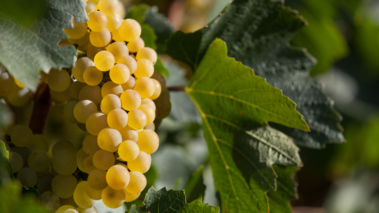 chardonnay grapes on vine