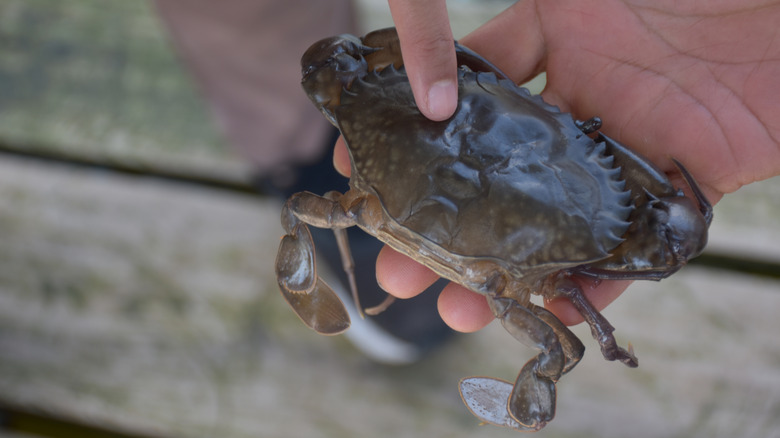 Person holding a soft-shell crab