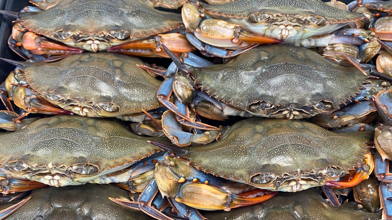 Freshly-caught soft-shell crabs