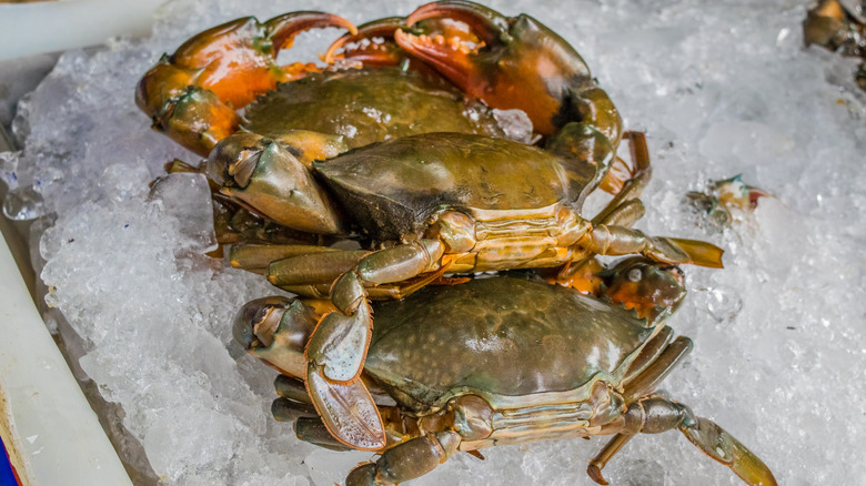 Soft-shell crabs chilling on ice