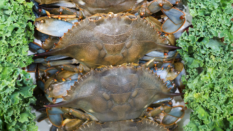 Soft-shell crabs on ice